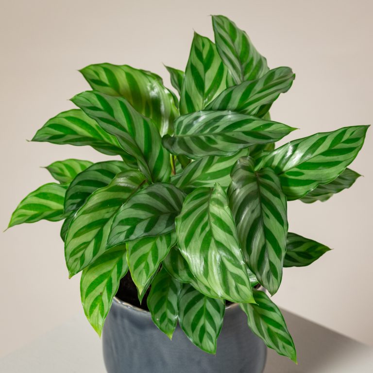 Calathea concinna 'Freddie'