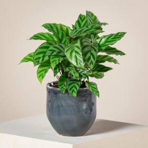 Calathea concinna 'Freddie'