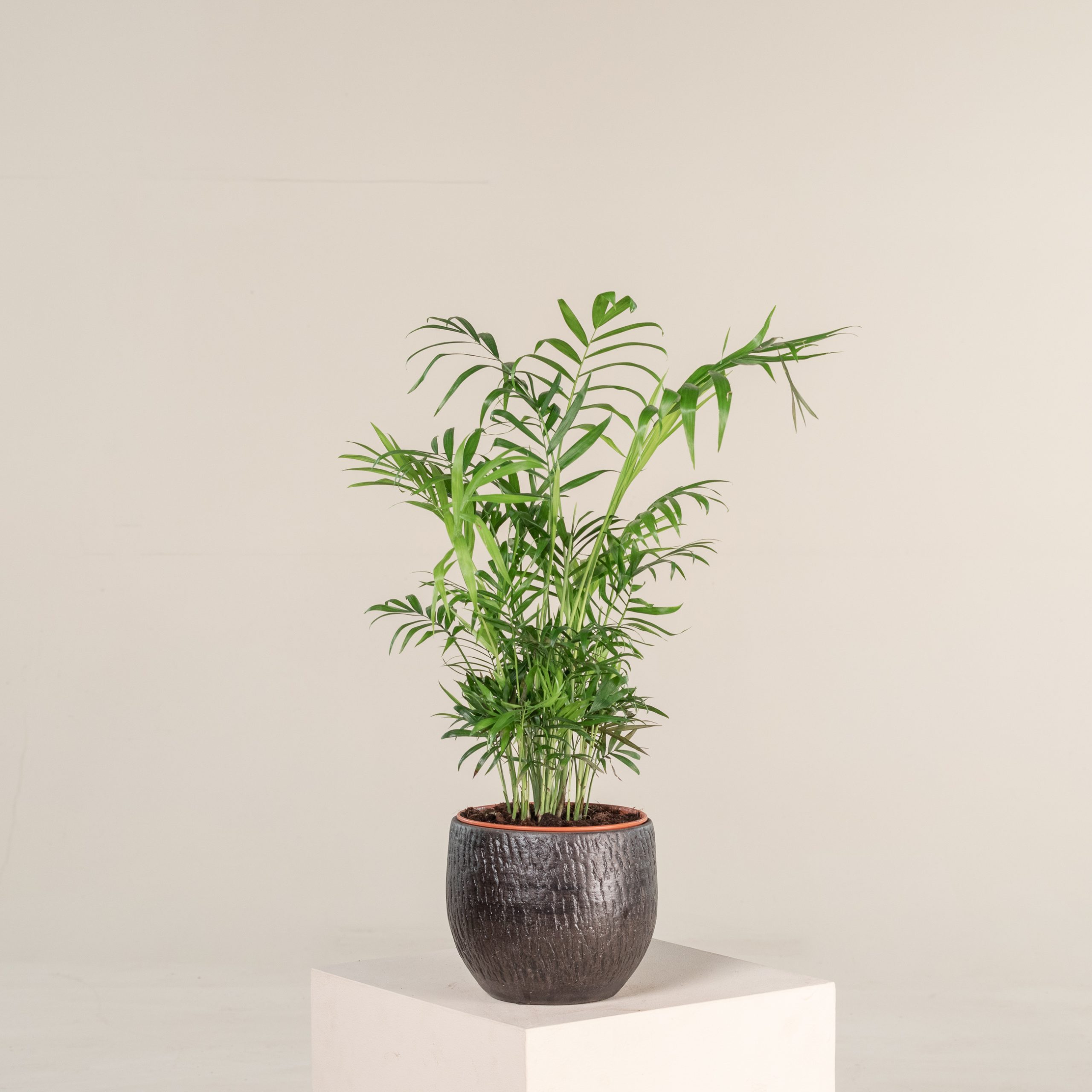 Chamaedorea elegans - Image 2