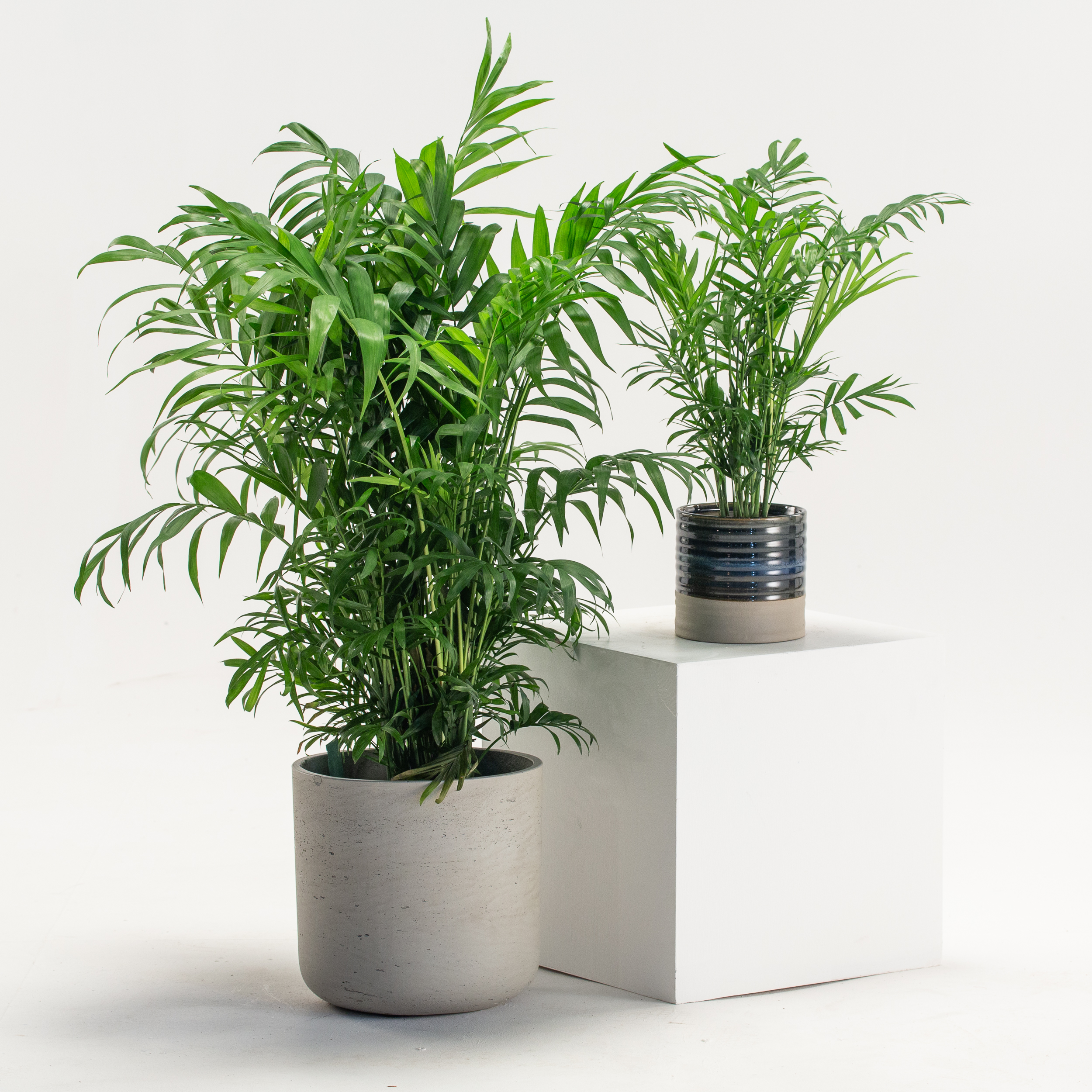 Chamaedorea elegans - Image 5