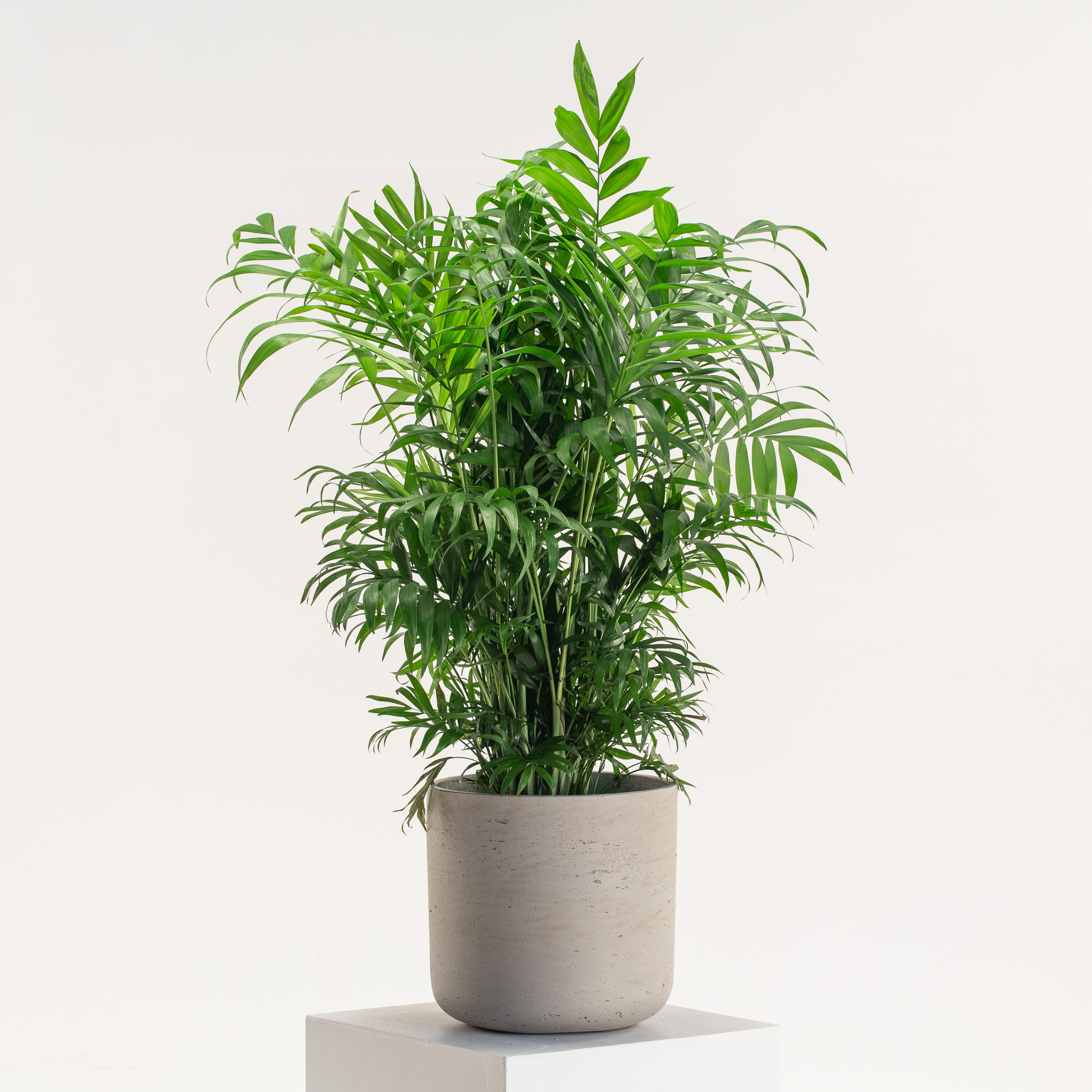 Chamaedorea elegans - Image 7