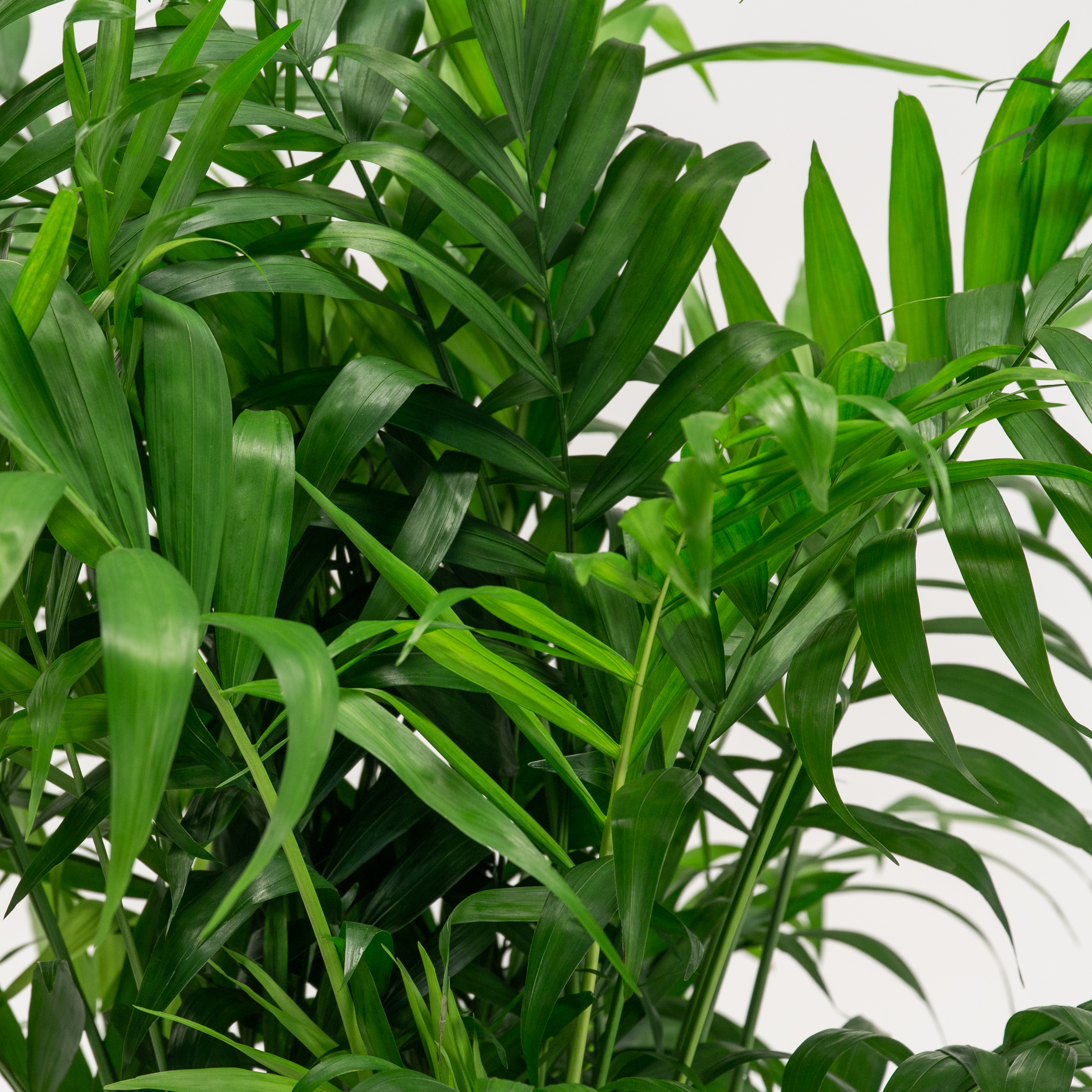 Chamaedorea elegans - Image 6