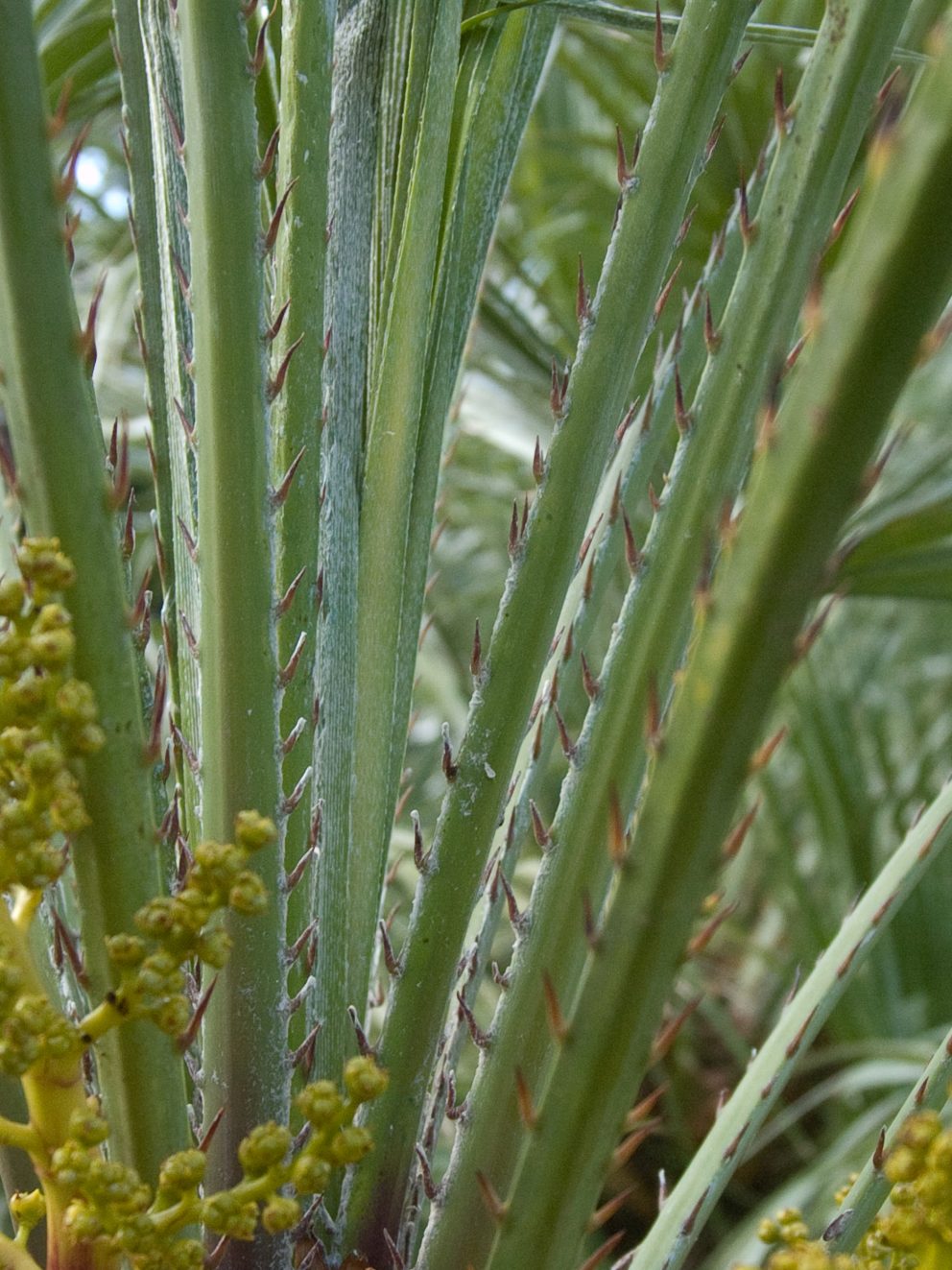 "Beautiful Palm, looks great in my new raised bed. I am ordering another one. Price is unbelievable for such a quality plant."