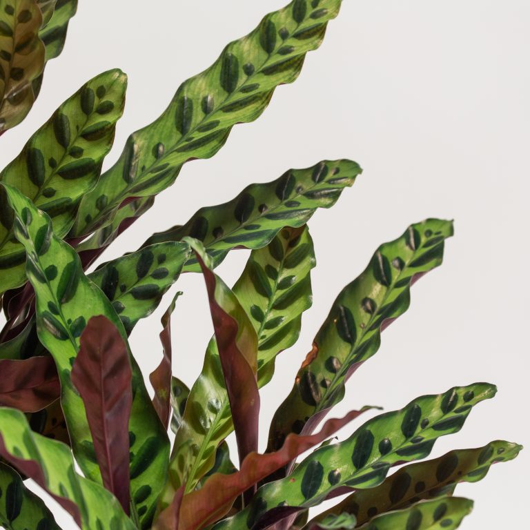 Why Prayer Plants 'Pray'