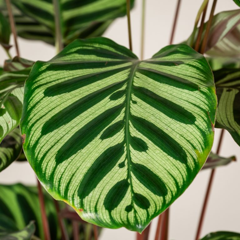 Calathea makoyana