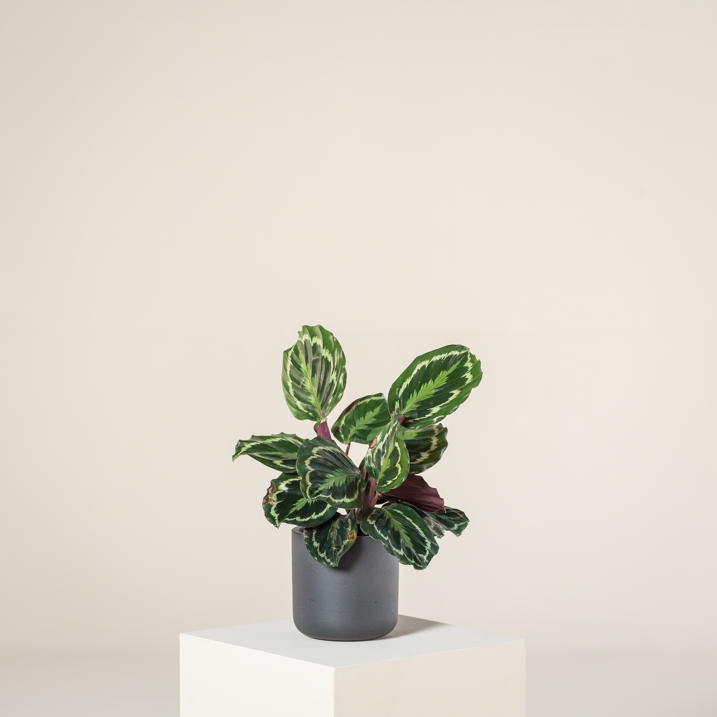 Calathea 'Medallion' - Image 7