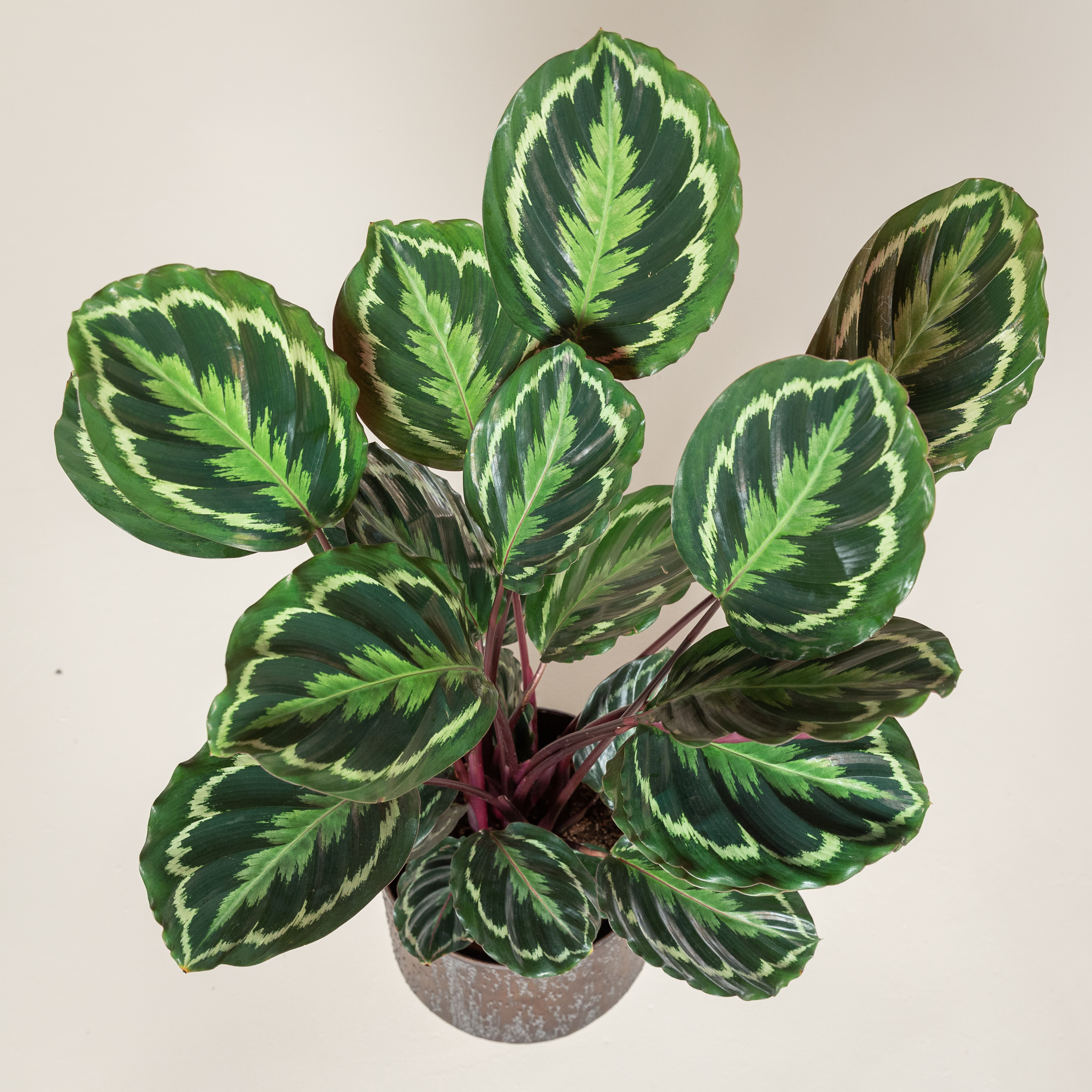 Calathea 'Medallion' - Image 2