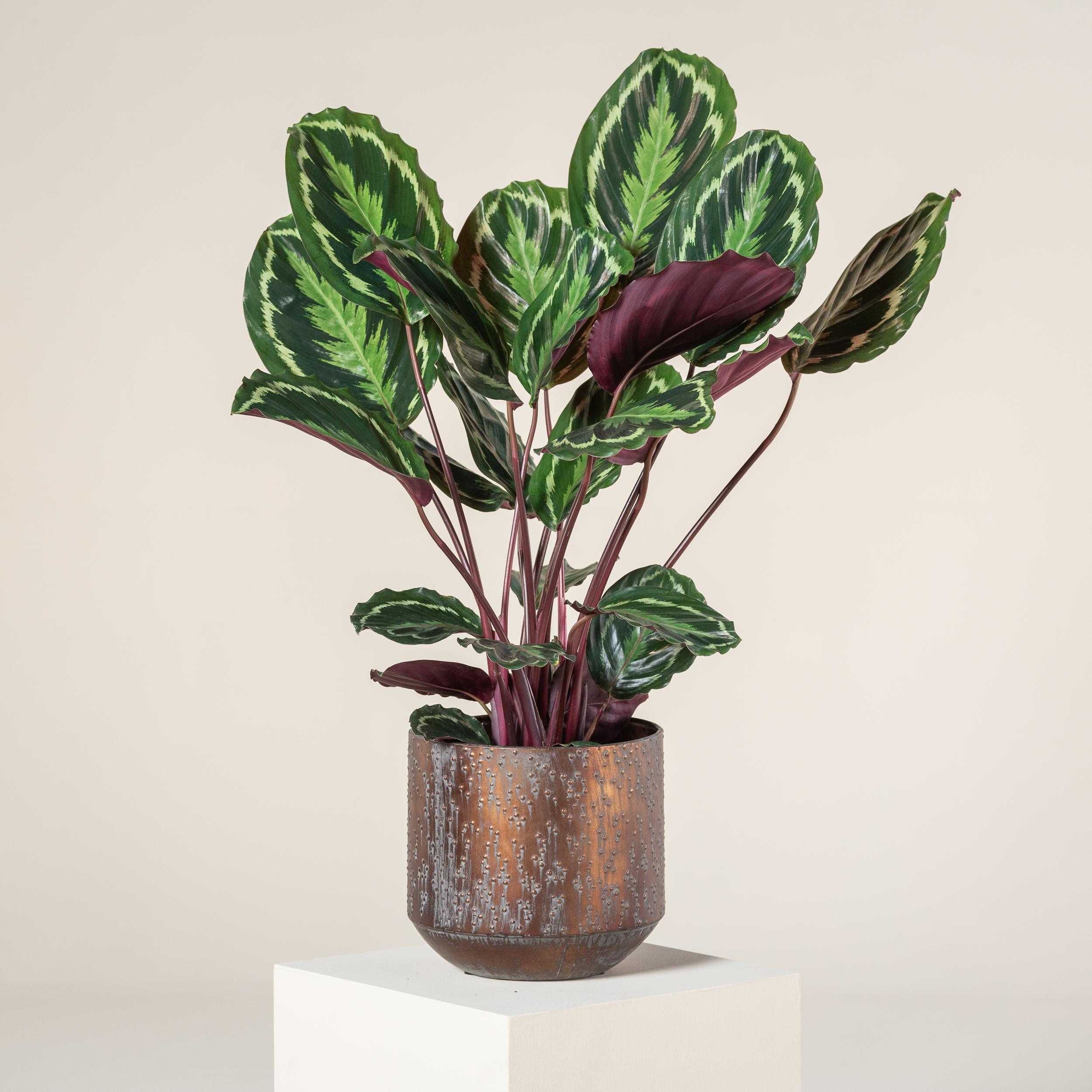 Calathea 'Medallion' - Image 5