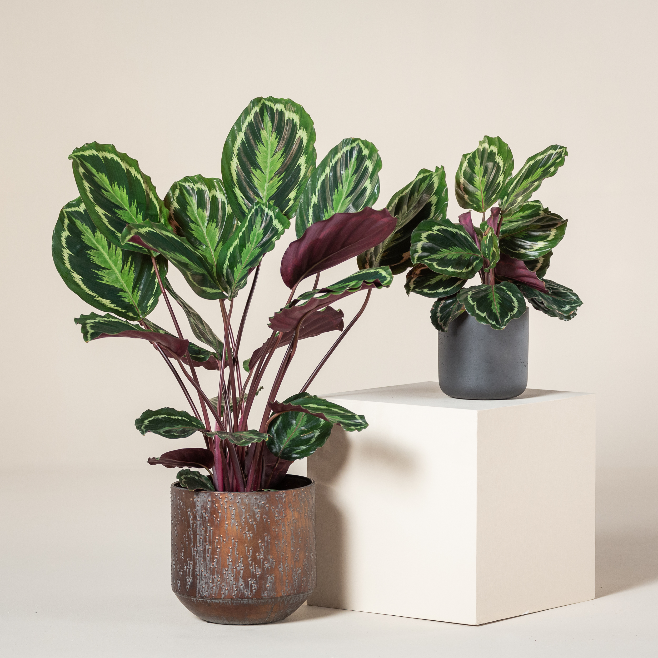 Calathea 'Medallion'
