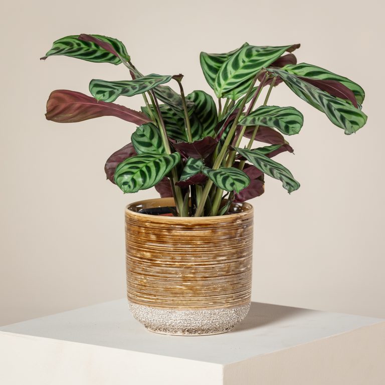 Why Prayer Plants 'Pray'