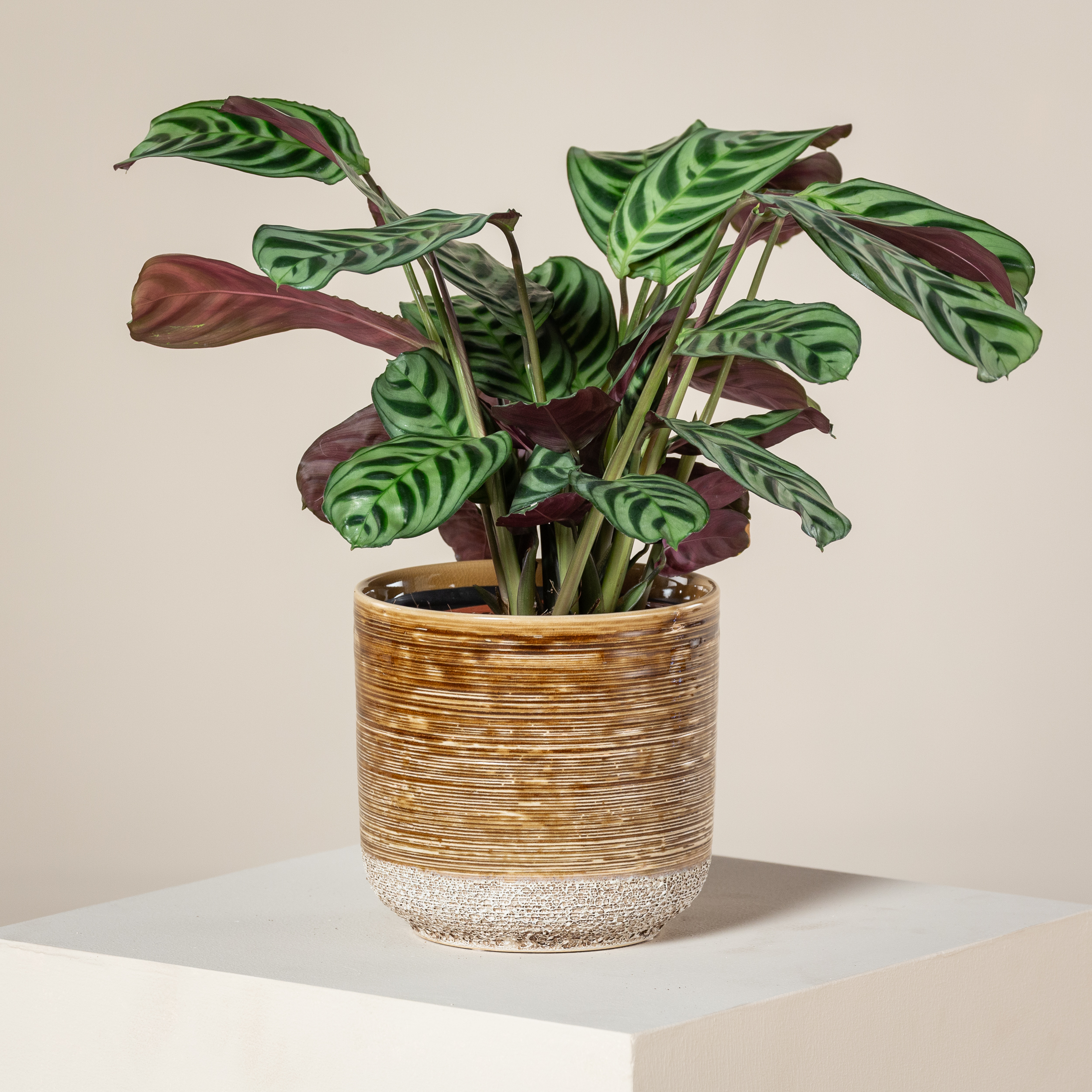 Ctenanthe burle-marxii 'Amabilis' - Image 3