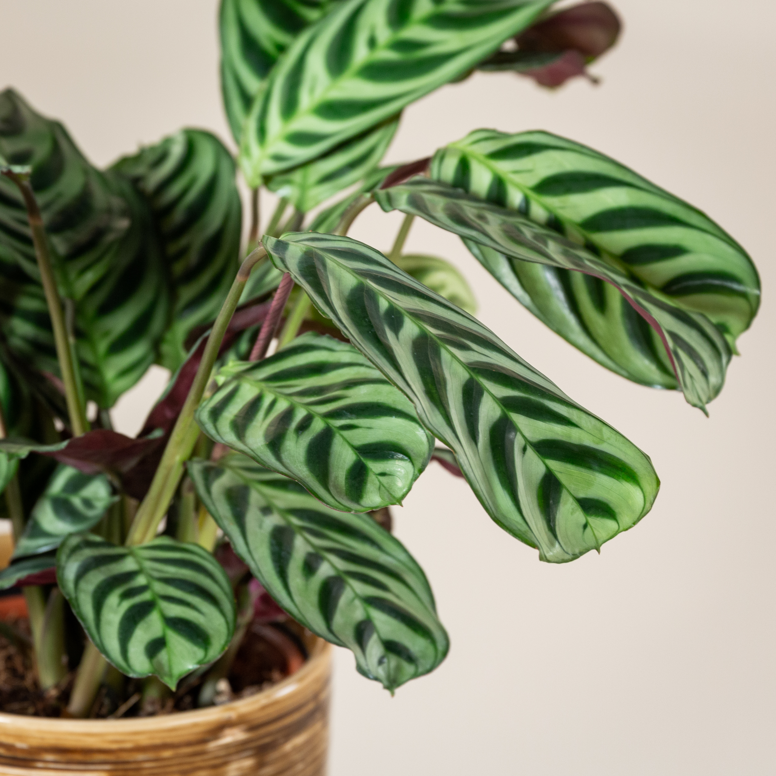 Ctenanthe burle-marxii 'Amabilis' - Image 4