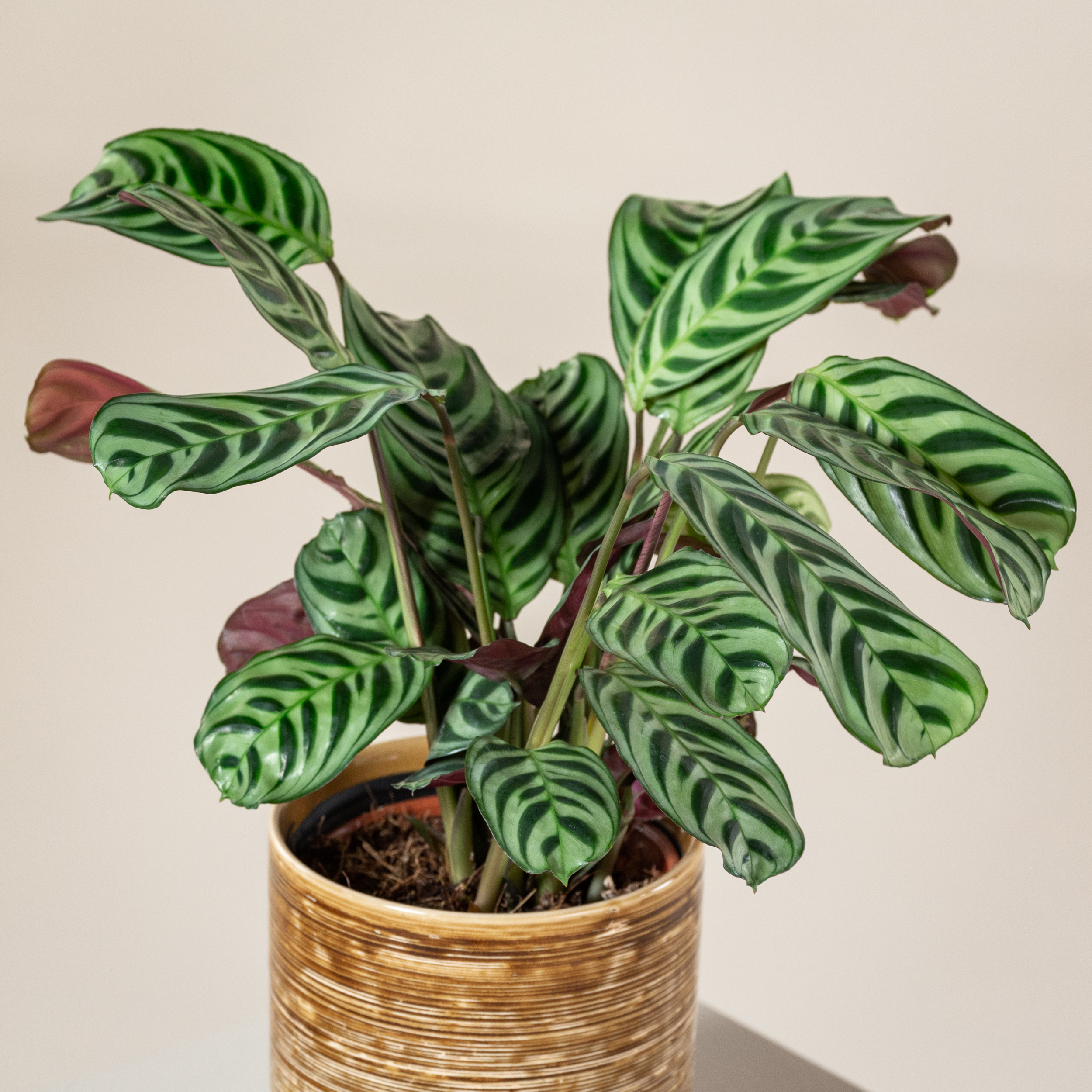 Ctenanthe burle-marxii 'Amabilis'