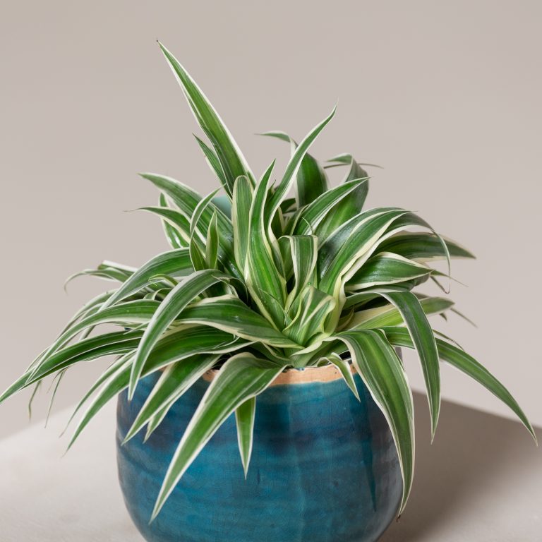 3. Spider Plant (Chlorophytum)