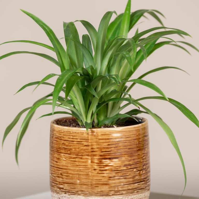 Chlorophytum comosum ‘Lemon’