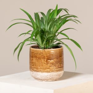 Chlorophytum comosum 'Lemon'