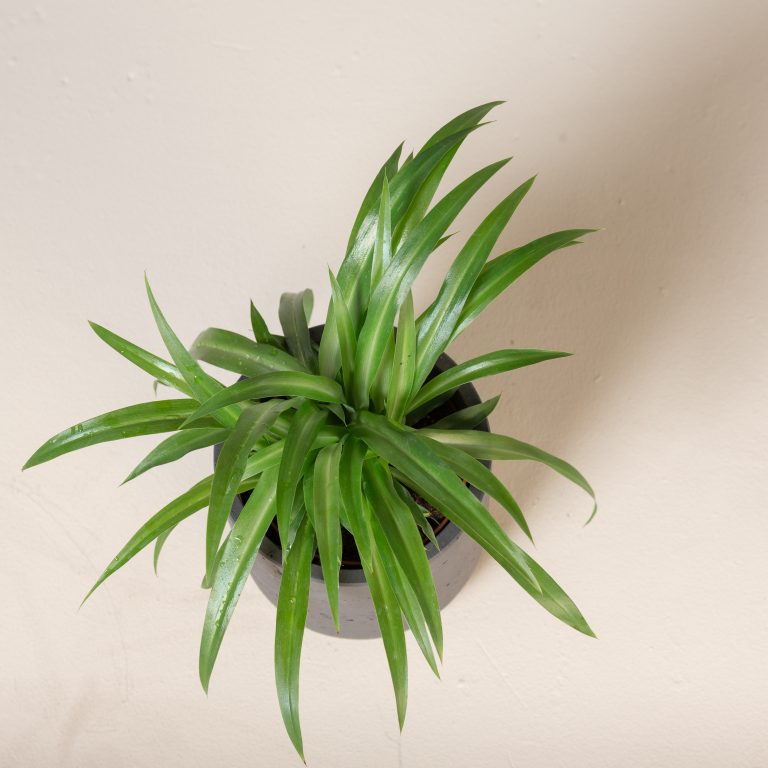 Spider Plant 'Babies'