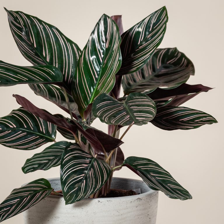 Calathea Ornata