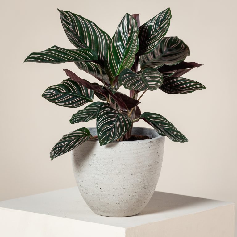 Why Prayer Plants 'Pray'