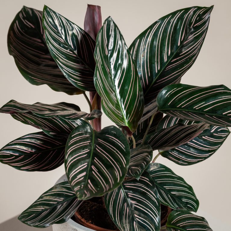 velvet calathea Calathea warscewiczii