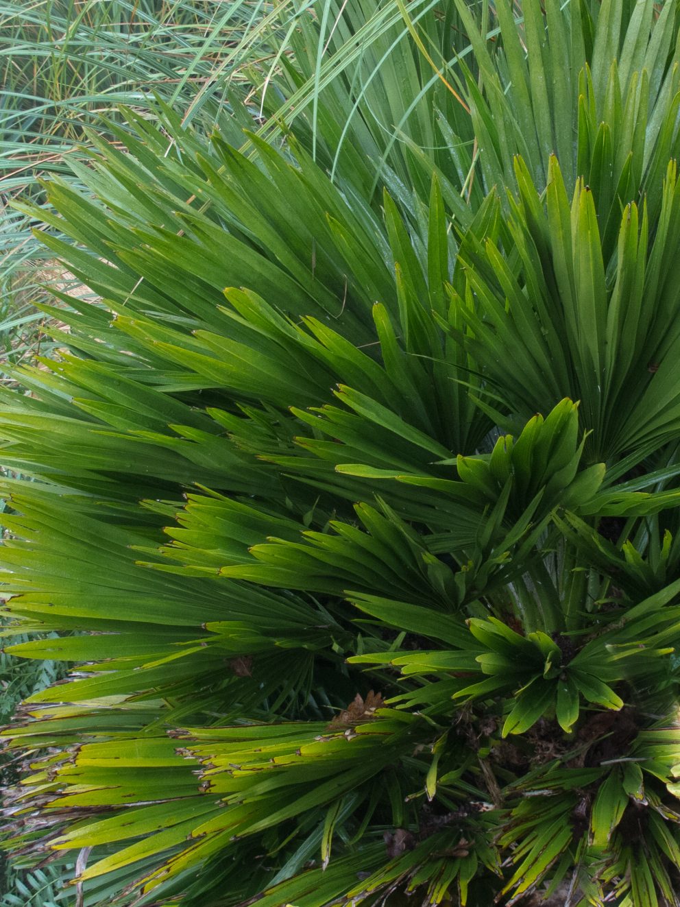 Lovely wee palm in great condition. Compact and perfect for its reserved spot in the garden. Well packaged, quick delivery, thank you.
