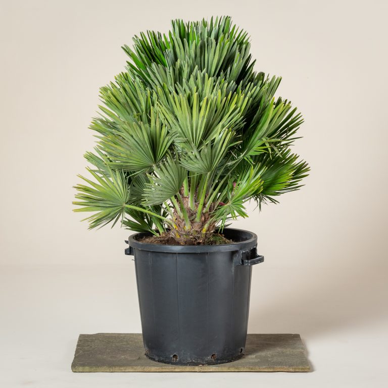 'Vulcano' Cultivar