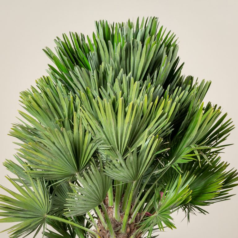 Chamaerops humilis ‘Vulcano’