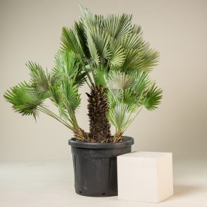 Chamaerops humilis 'Vulcano'