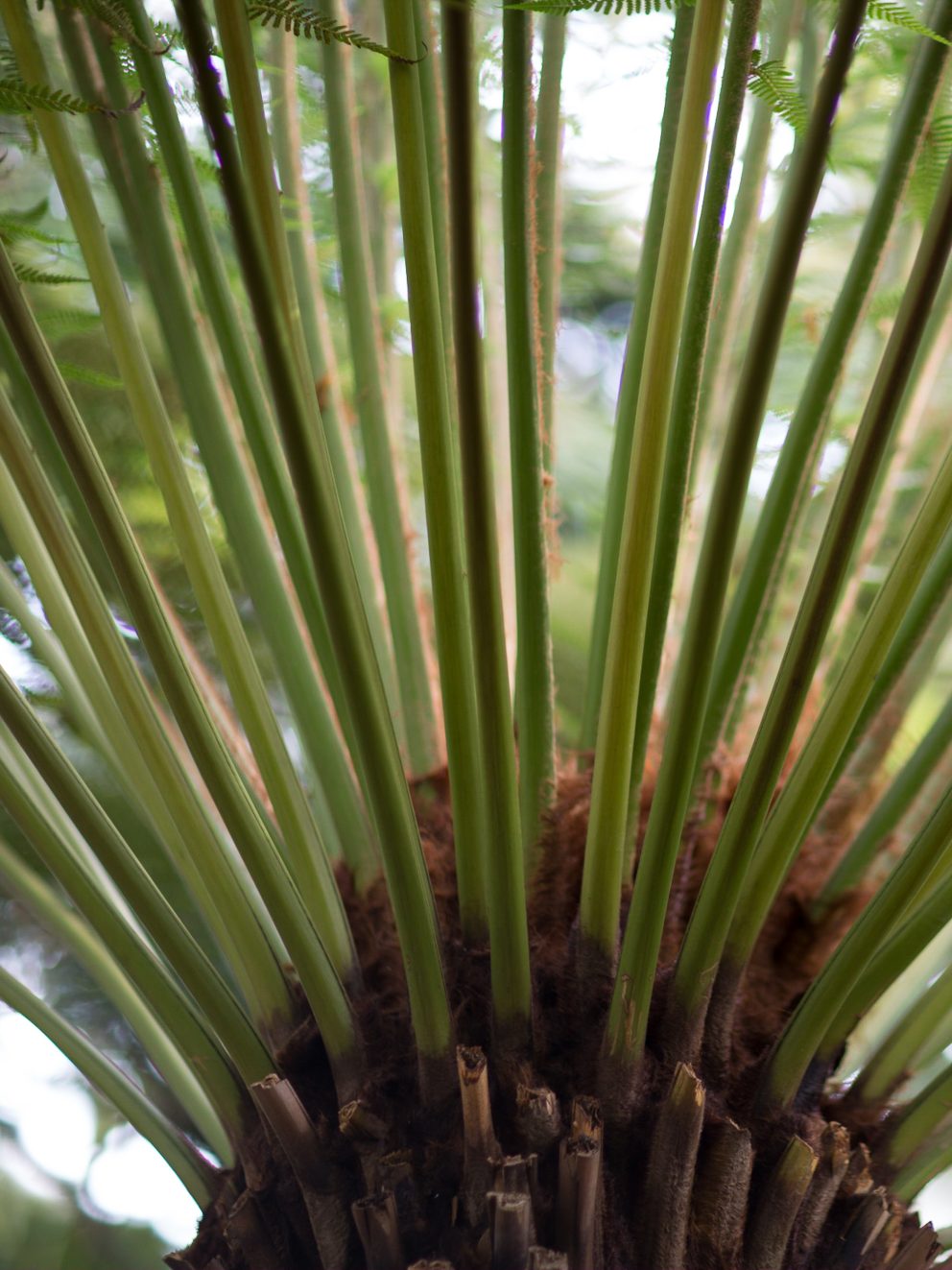 Fantastic healthy tree fern, again great customer service and speedy delivery.