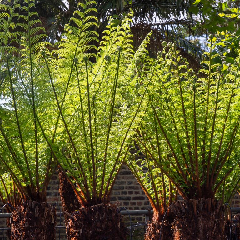 4. Secure the Fronds