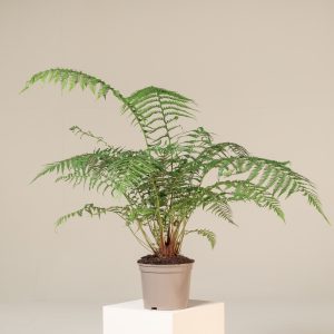 Dicksonia antarctica (Juvenile)