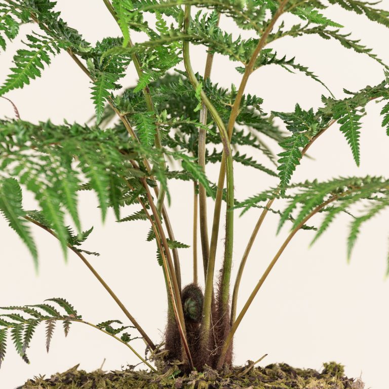Dicksonia antarctica (Juvenile)