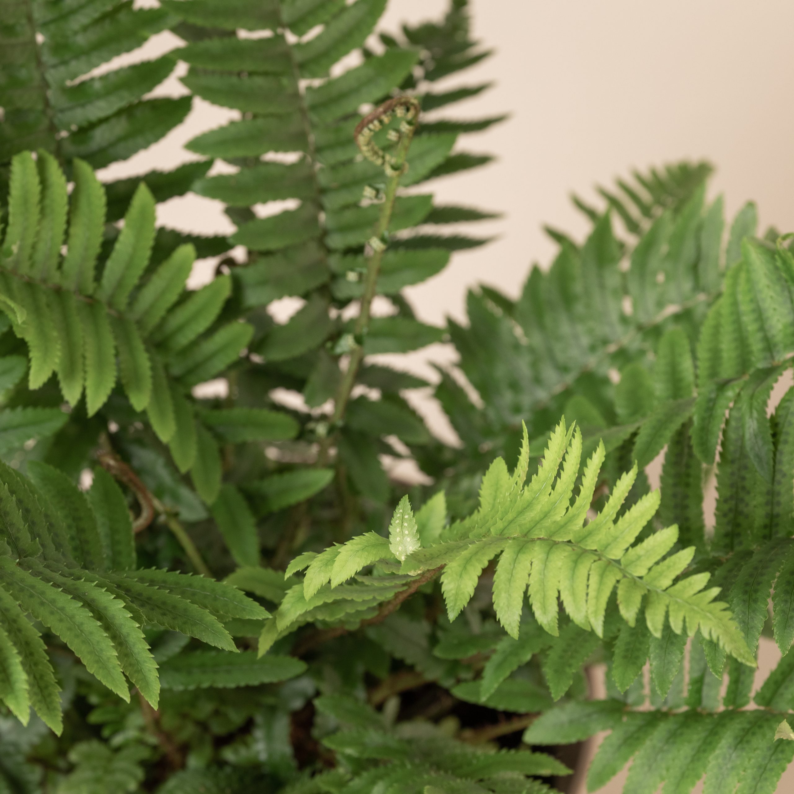 Evergreen or deciduous?