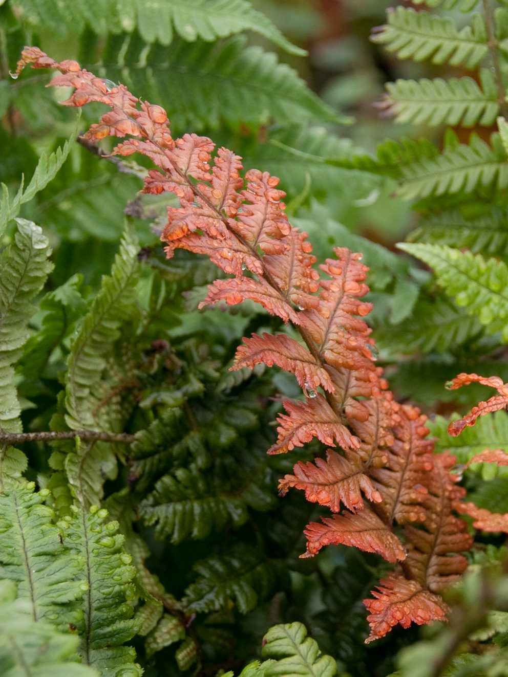 Received my fern today and I am really happy, the plant is so healthy and well packaged. This is my first order and I will definitely be purchasing more from this company. Thank you for all your correspondence along the way