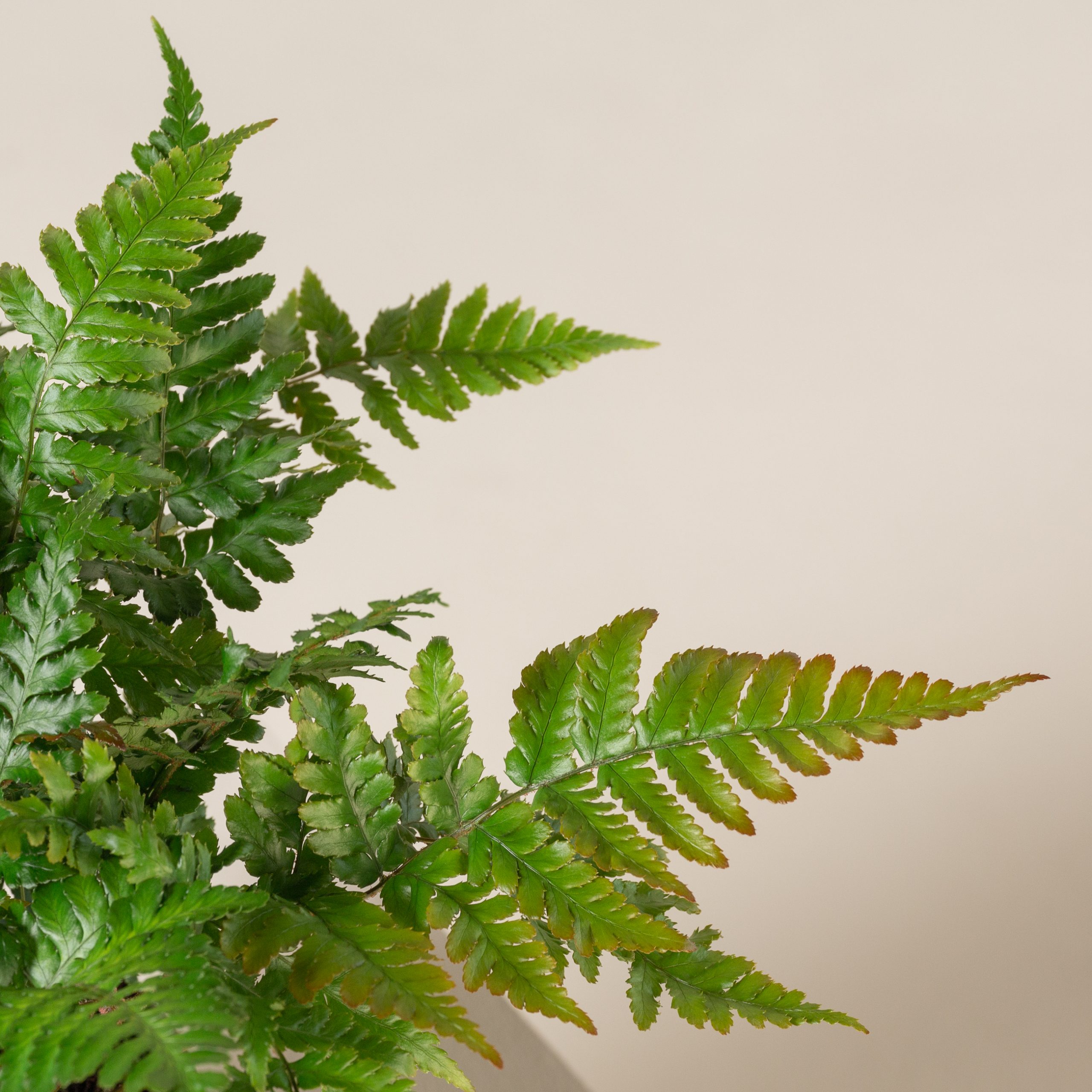 Dryopteris erythrosora 'Brilliance' - Image 4