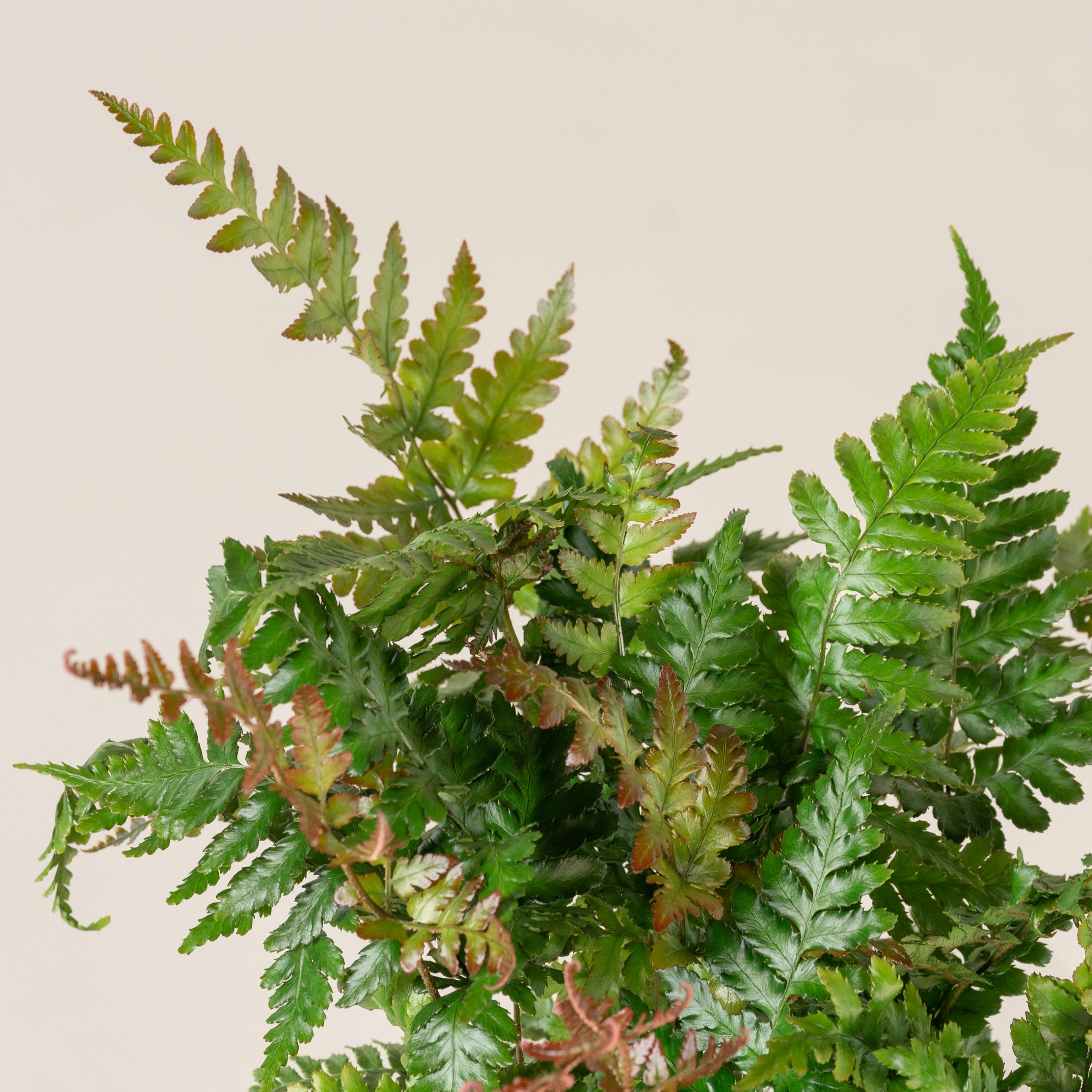 Dryopteris erythrosora 'Brilliance' - Image 3