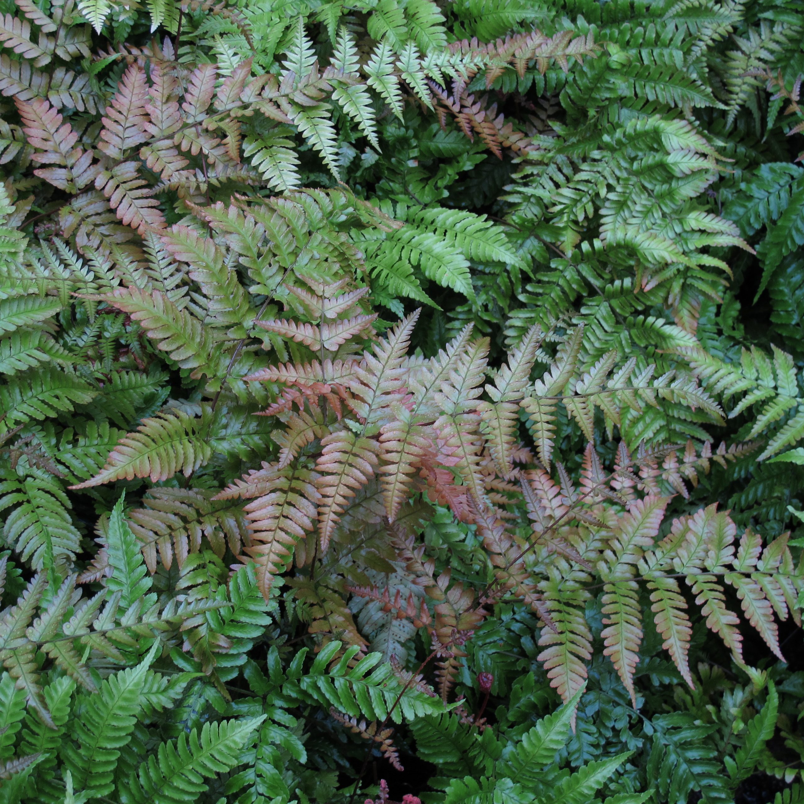 Dryopteris erythrosora 'Brilliance' - Image 6