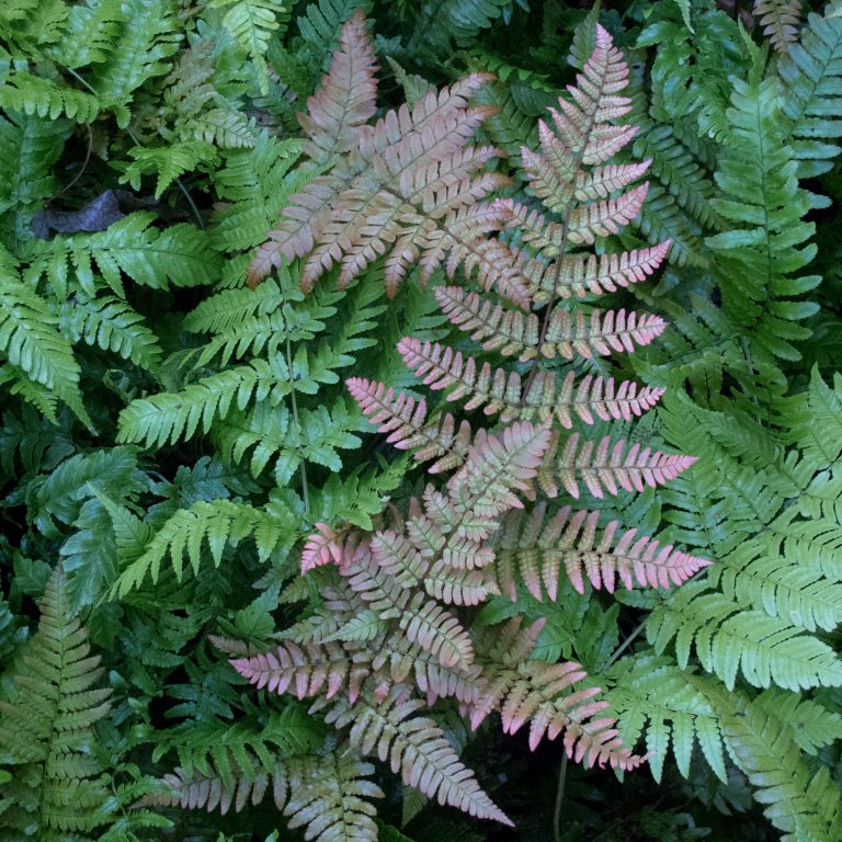 Dryopteris erythrosora ‘Brilliance’