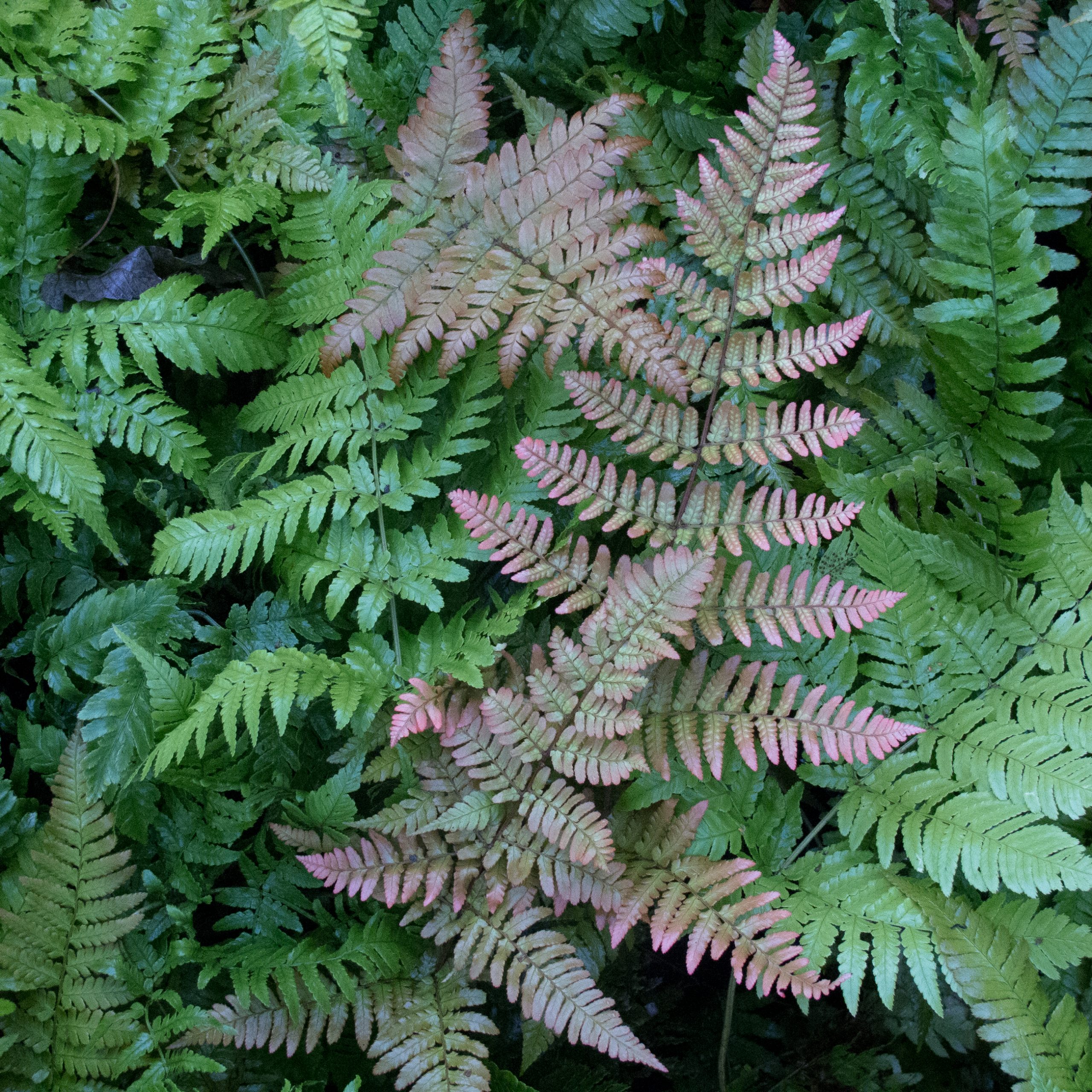Dryopteris erythrosora 'Brilliance' - Image 5