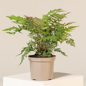 Dryopteris lepidopoda