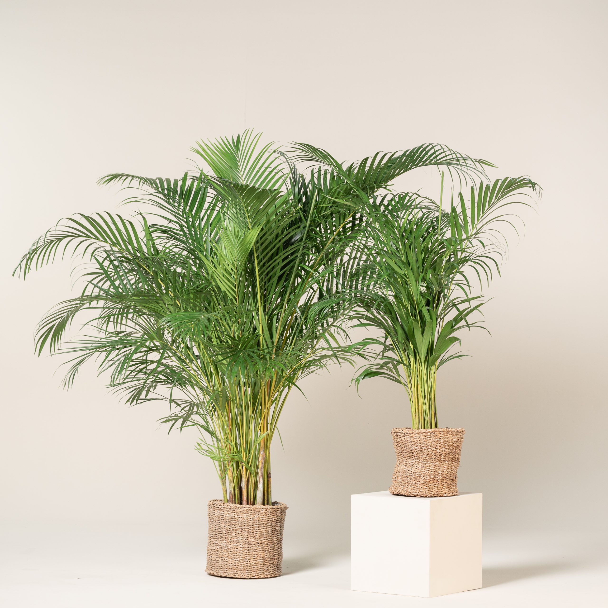 Golden palm tree discount