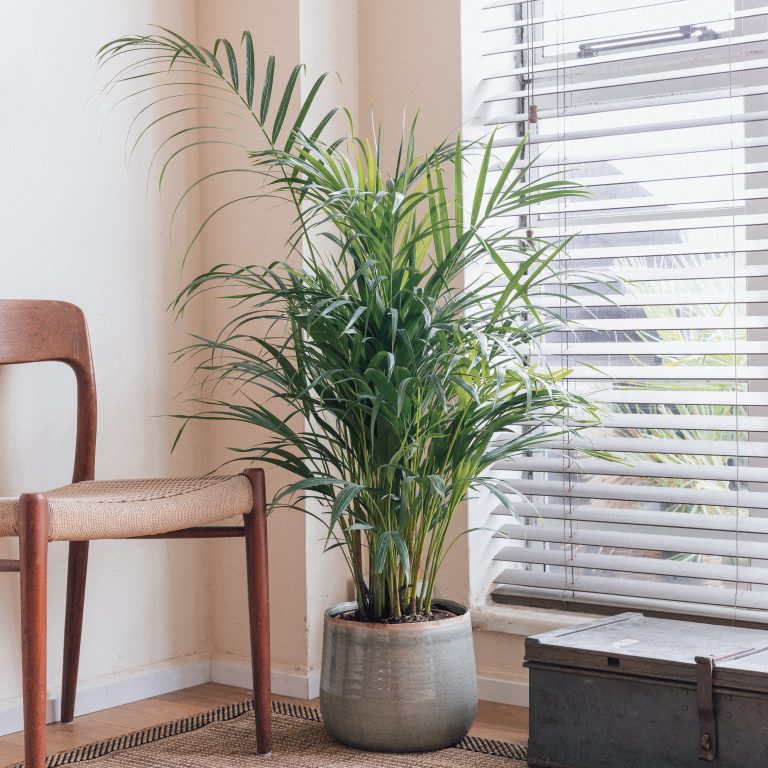 Dypsis lutescens
