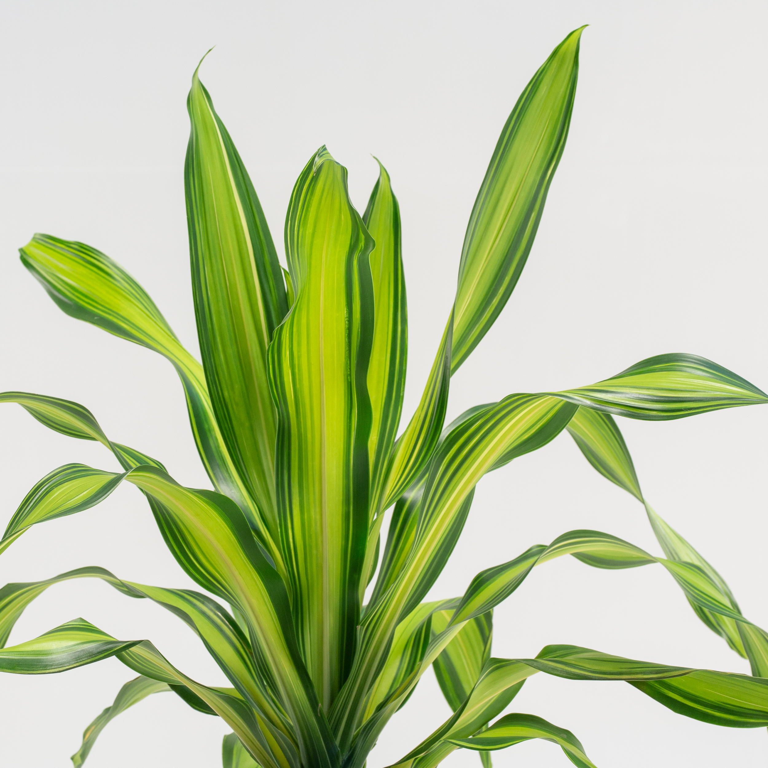 Dracaena fragrans 'Charley' | The Palm Centre