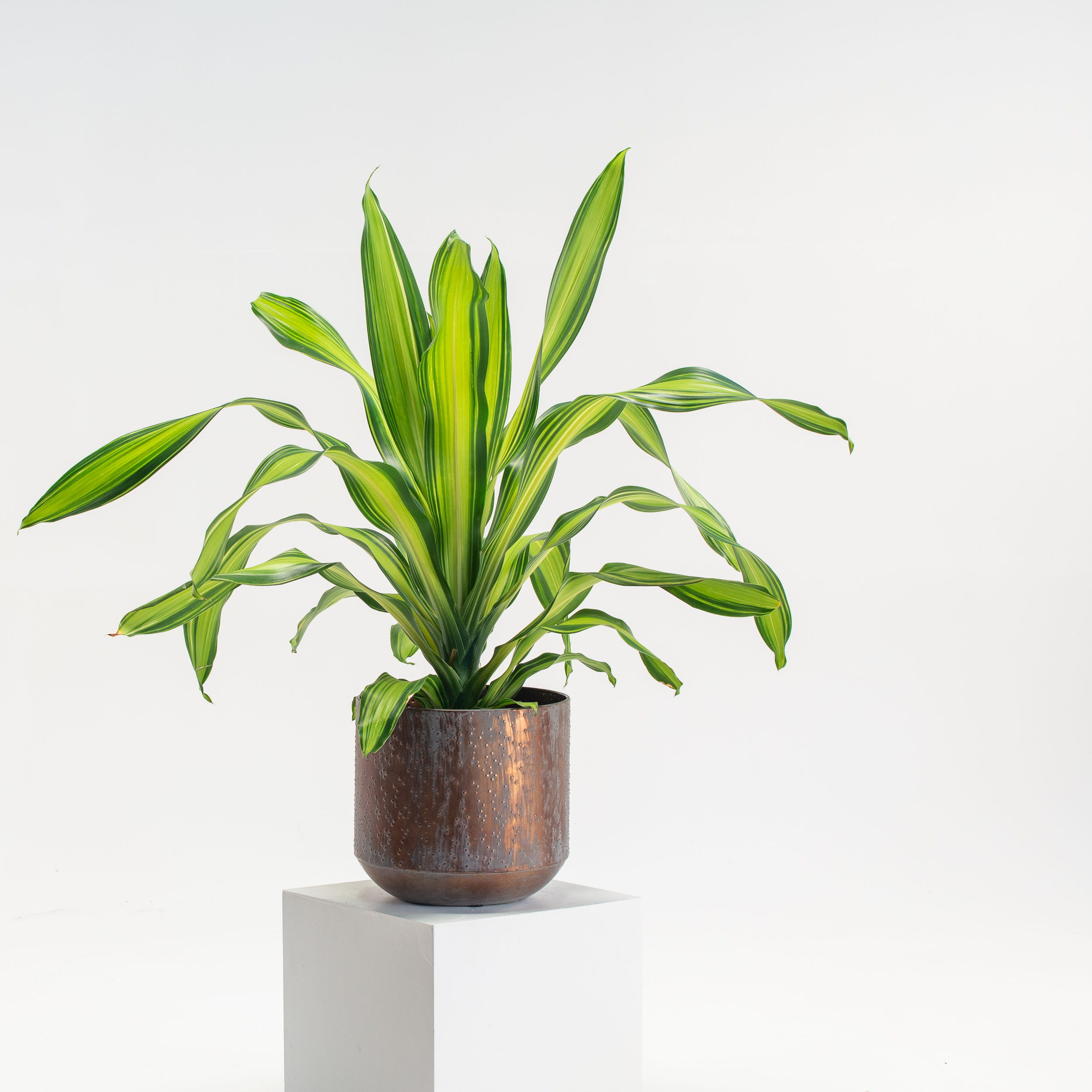 Dracaena fragrans 'Charley' | The Palm Centre