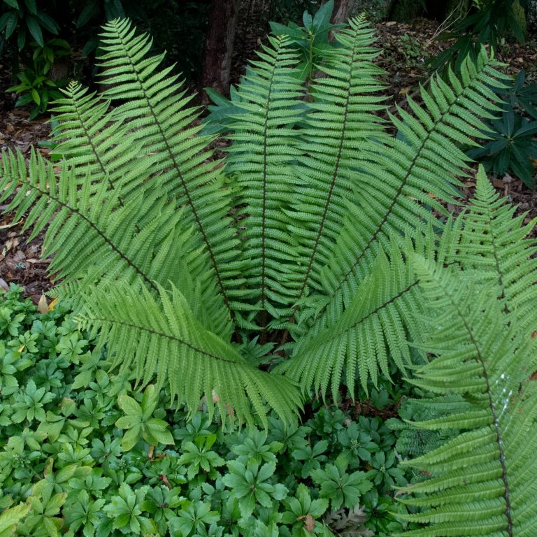Dryopteris wallichiana