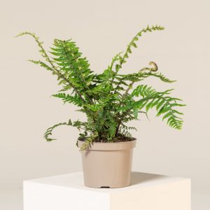 Dryopteris wallichiana