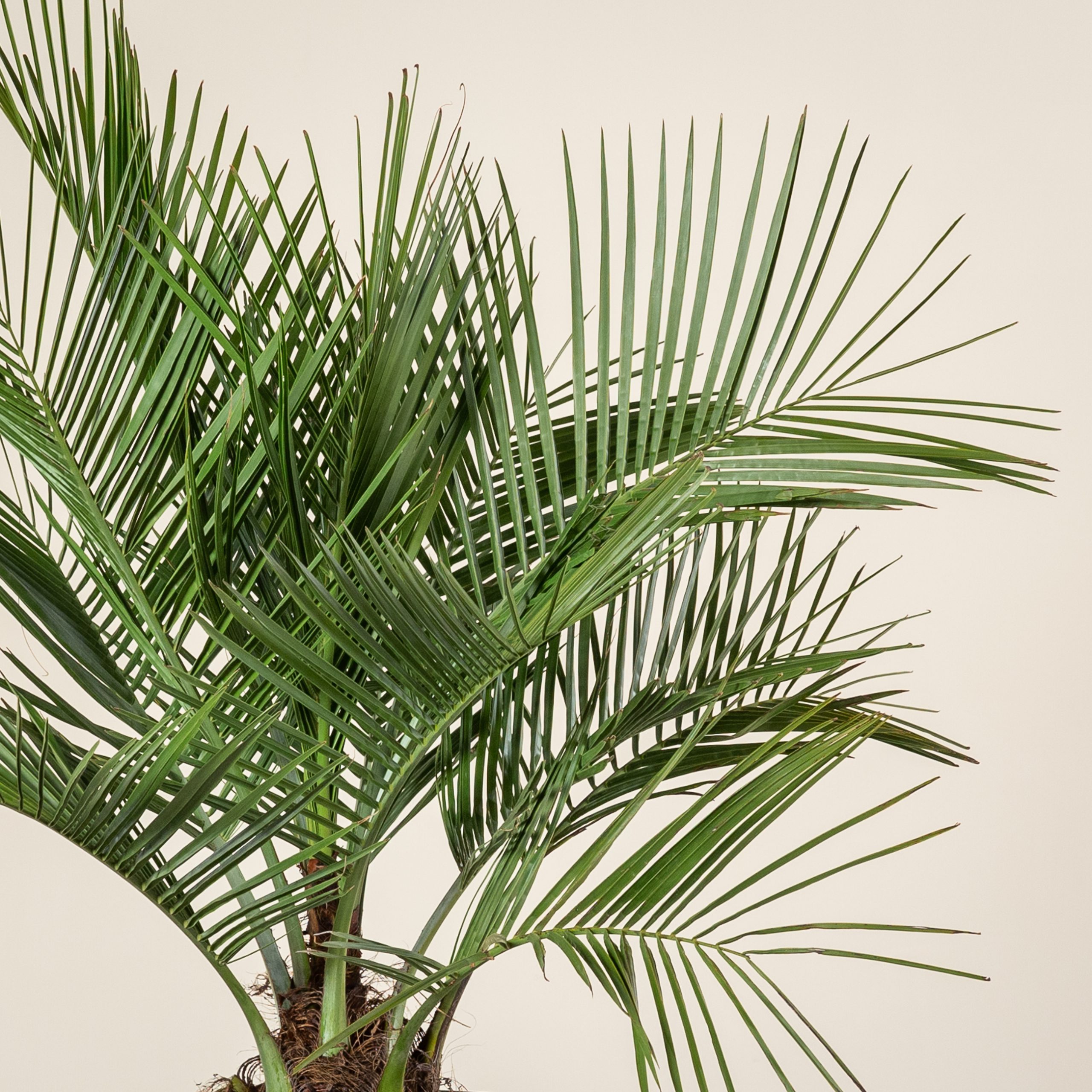 Jubaea chilensis - Image 4