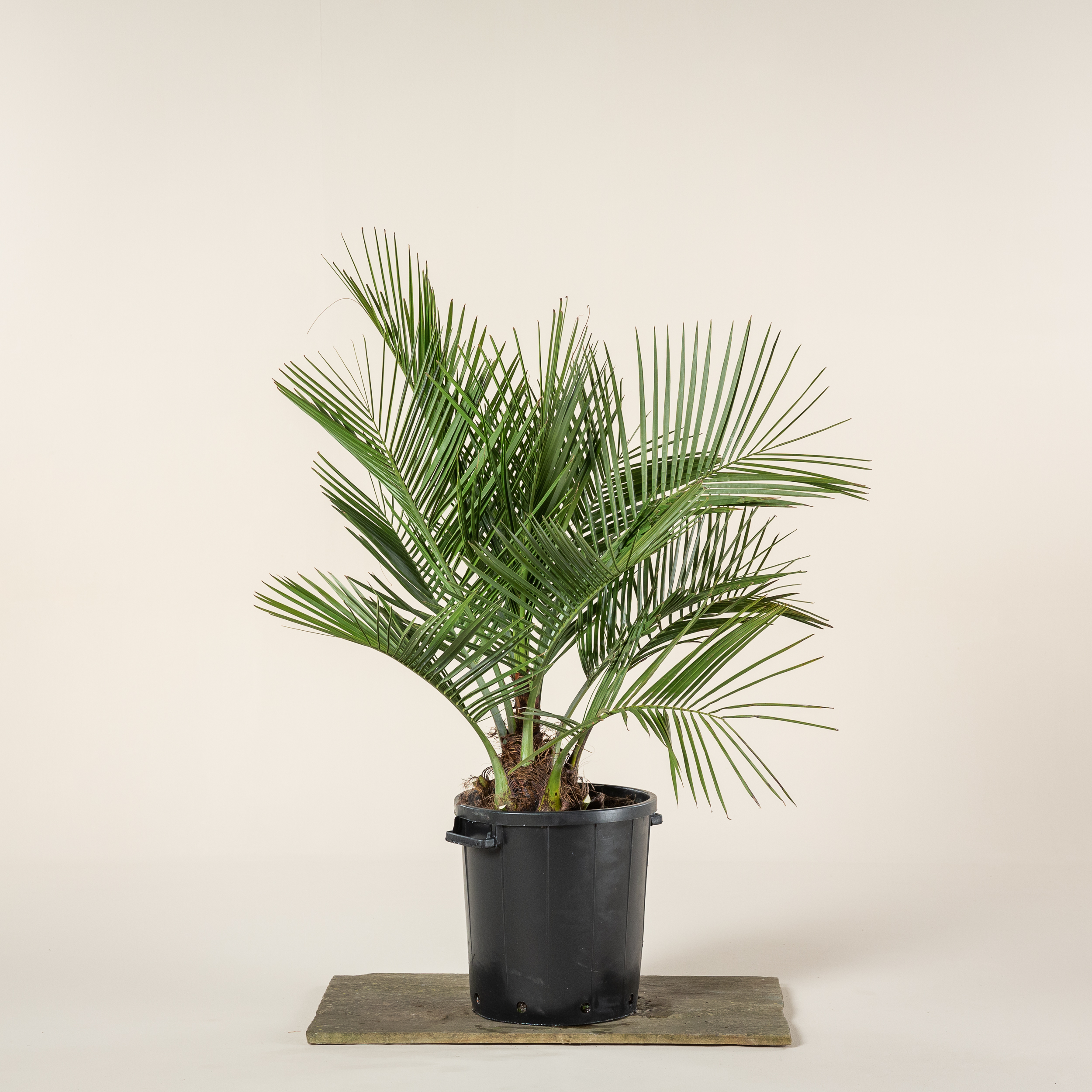 Jubaea chilensis - Image 2