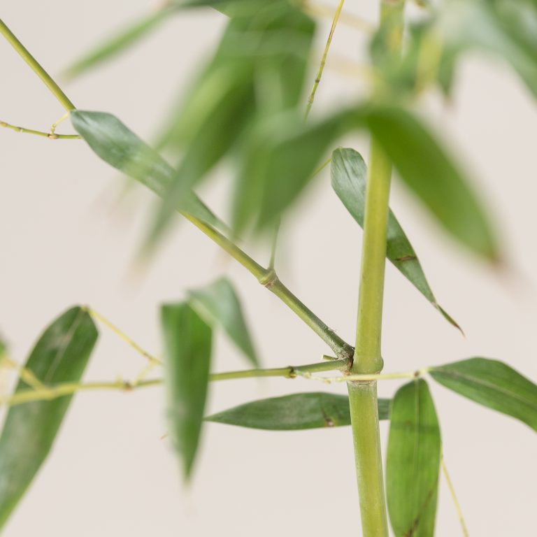 Phyllostachys bissettii