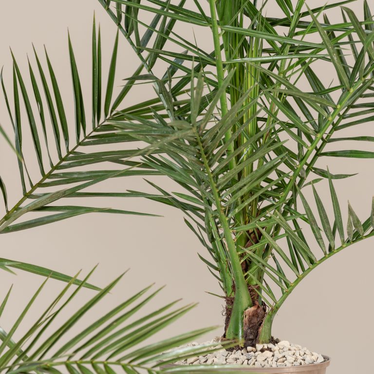Phoenix canariensis
